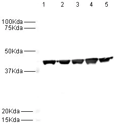 Western blot - Anti-beta Actin antibody [AC-15] - Loading Control (AB6276)