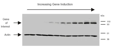 Western blot - Anti-beta Actin antibody [AC-15] - Loading Control (AB6276)