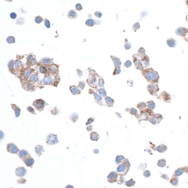 Immunocytochemistry - Anti-beta Actin antibody [BLR057F] (AB252556), expandable thumbnail