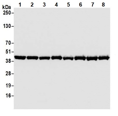 Western blot - Anti-beta Actin antibody [BLR057F] (AB252556), expandable thumbnail
