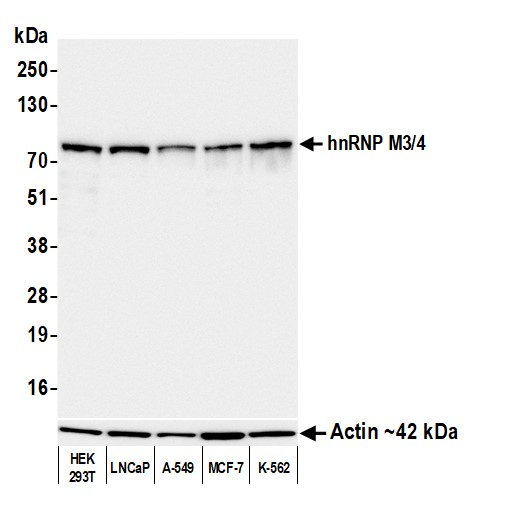 Western blot - Anti-beta Actin antibody [BLR057F] (ab252556), expandable thumbnail