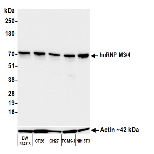 Western blot - Anti-beta Actin antibody [BLR057F] (ab252556), expandable thumbnail