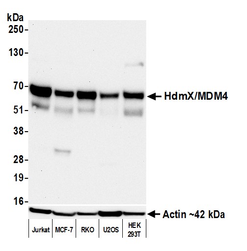 Western blot - Anti-beta Actin antibody [BLR057F] (ab252556), expandable thumbnail