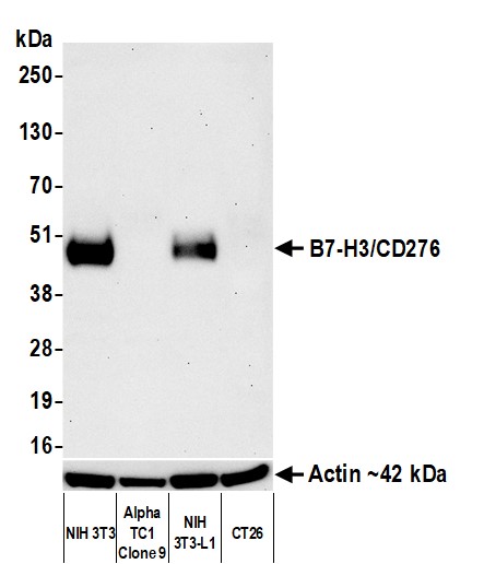 Western blot - Anti-beta Actin antibody [BLR057F] (AB252556), expandable thumbnail