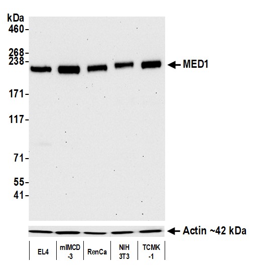 Western blot - Anti-beta Actin antibody [BLR057F] (ab252556), expandable thumbnail