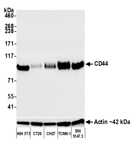 Western blot - Anti-beta Actin antibody [BLR057F] (ab252556), expandable thumbnail