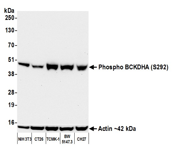 Western blot - Anti-beta Actin antibody [BLR057F] (ab252556), expandable thumbnail