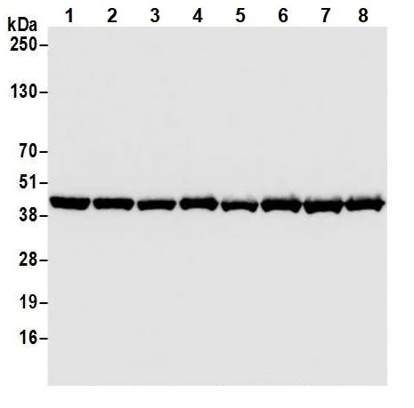 Western blot - Anti-beta Actin antibody [BLR057F] - BSA free (AB272085), expandable thumbnail