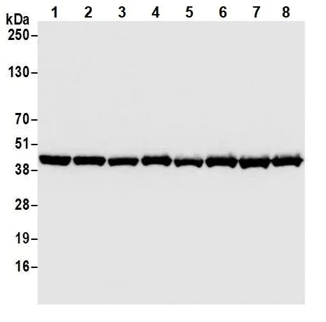 Western blot - Anti-beta Actin antibody [BLR057F] - BSA free (AB272085)