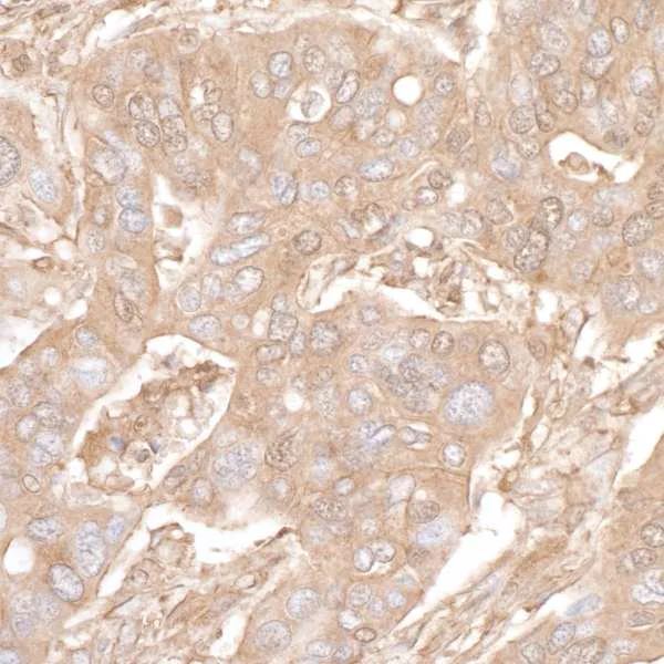 Immunohistochemistry (Formalin/PFA-fixed paraffin-embedded sections) - Anti-beta Actin antibody [BLR057F] - Loading Control (AB252556)
