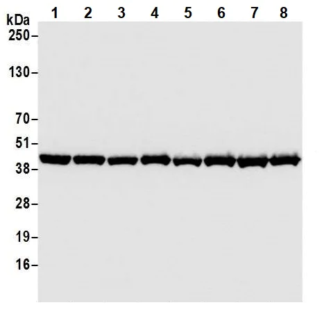 Western blot - Anti-beta Actin antibody [BLR057F] - Loading Control (AB252556)