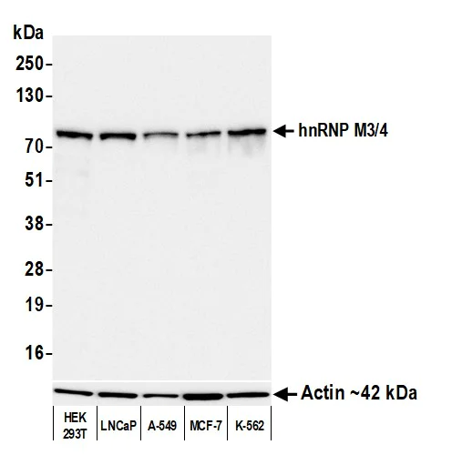 Western blot - Anti-beta Actin antibody [BLR057F] - Loading Control (AB252556)