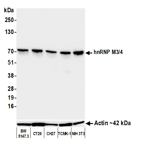 Western blot - Anti-beta Actin antibody [BLR057F] - Loading Control (AB252556)