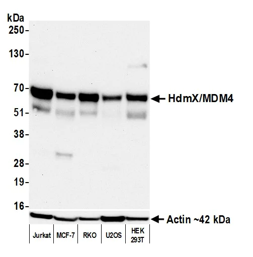 Western blot - Anti-beta Actin antibody [BLR057F] - Loading Control (AB252556)