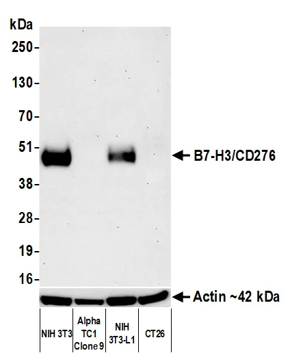 Western blot - Anti-beta Actin antibody [BLR057F] - Loading Control (AB252556)