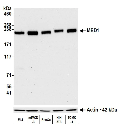 Western blot - Anti-beta Actin antibody [BLR057F] - Loading Control (AB252556)