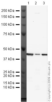 Western blot - Anti-beta Actin antibody - Cytoskeleton Marker (AB16039), expandable thumbnail