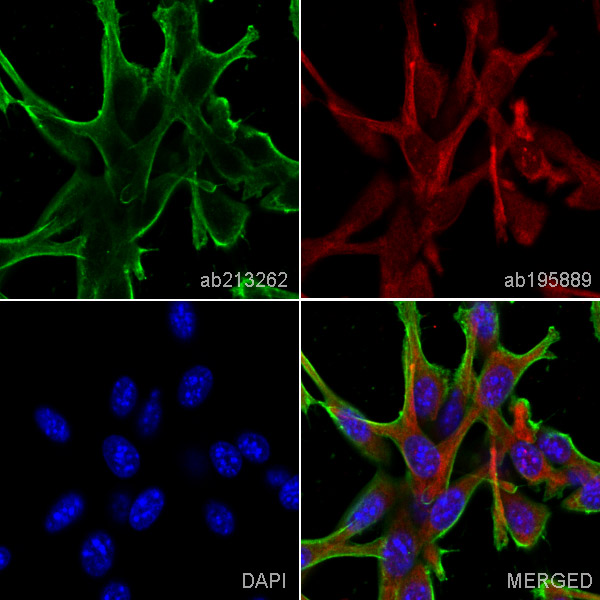 Immunocytochemistry/ Immunofluorescence - Anti-beta Actin antibody [EPR21241] (AB213262), expandable thumbnail