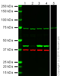Western blot - Anti-beta Actin antibody [EPR21241] (AB213262), expandable thumbnail