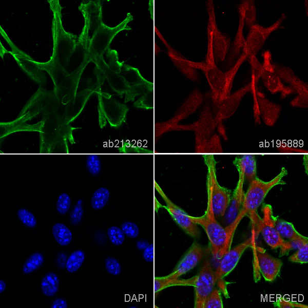 Immunocytochemistry/ Immunofluorescence - Anti-beta Actin antibody [EPR21241] - BSA and Azide free (AB325975)