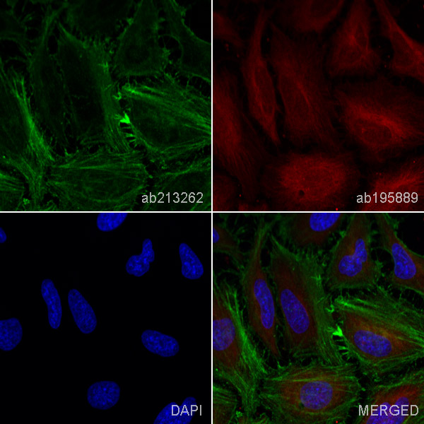 Immunocytochemistry/ Immunofluorescence - Anti-beta Actin antibody [EPR21241] (AB213262), expandable thumbnail