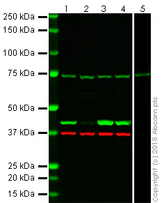 Western blot - Anti-beta Actin antibody [EPR21241] - Loading Control (AB213262)