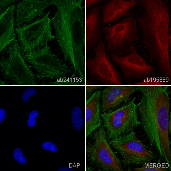 Immunocytochemistry/ Immunofluorescence - Anti-beta Actin antibody [EPR21242] - BSA and Azide free (AB326583)