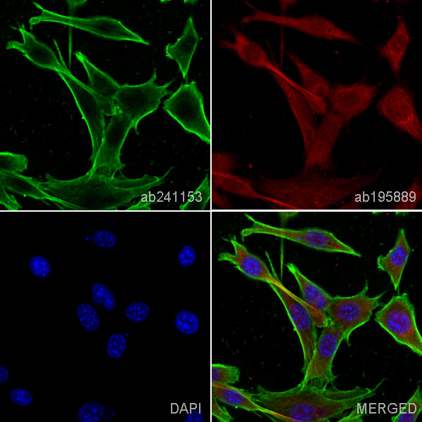 Immunocytochemistry/ Immunofluorescence - Anti-beta Actin antibody [EPR21242] - Loading Control (AB241153), expandable thumbnail