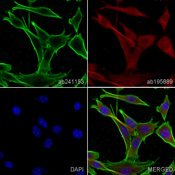 Immunocytochemistry/ Immunofluorescence - Anti-beta Actin antibody [EPR21242] - Loading Control (AB241153)