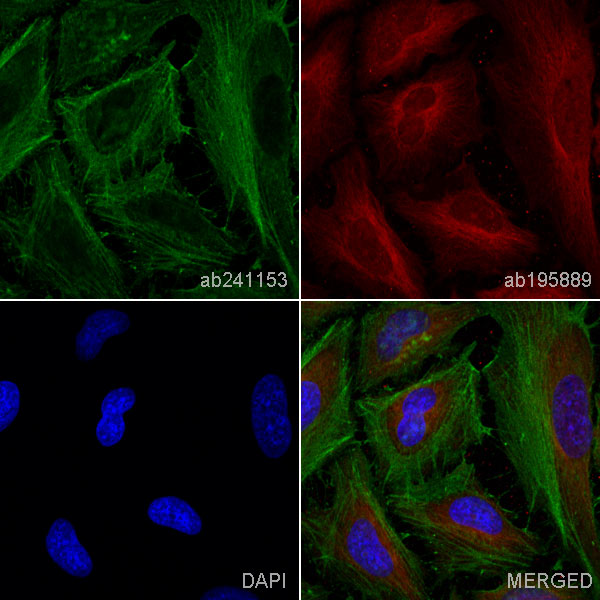 Immunocytochemistry/ Immunofluorescence - Anti-beta Actin antibody [EPR21242] (AB241153), expandable thumbnail