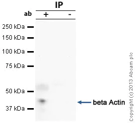 Immunoprecipitation - Anti-beta Actin antibody - Loading Control (AB16039)