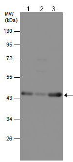 Western blot - Anti-beta Actin antibody - Loading Control (AB210083), expandable thumbnail