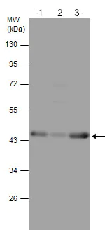 Western blot - Anti-beta Actin antibody - Loading Control (AB210083)