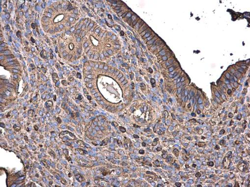 Immunohistochemistry (Formalin/PFA-fixed paraffin-embedded sections) - Anti-beta Actin antibody - Loading Control (AB227387)