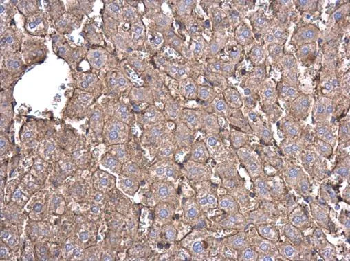 Immunohistochemistry (Formalin/PFA-fixed paraffin-embedded sections) - Anti-beta Actin antibody - Loading Control (AB227387)