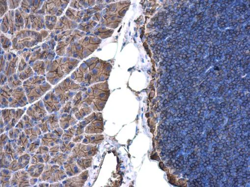 Immunohistochemistry (Formalin/PFA-fixed paraffin-embedded sections) - Anti-beta Actin antibody - Loading Control (AB227387)