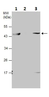 Immunoprecipitation - Anti-beta Actin antibody - Loading Control (AB227387)