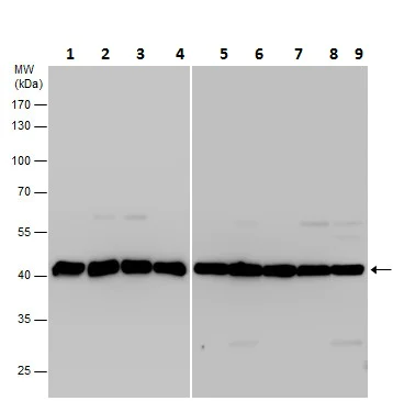 Western blot - Anti-beta Actin antibody - Loading Control (AB227387)