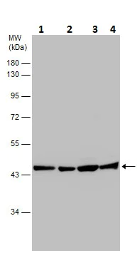Western blot - Anti-beta Actin antibody - Loading Control (AB227387)