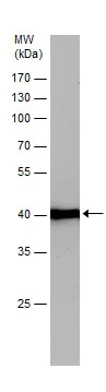 Western blot - Anti-beta Actin antibody - Loading Control (AB227387)
