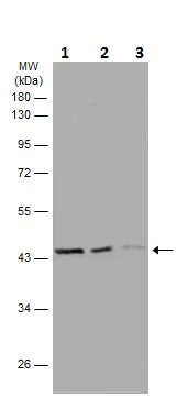 Western blot - Anti-beta Actin antibody - Loading Control (AB227387)