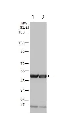 Western blot - Anti-beta Actin antibody - Loading Control (AB227387)