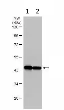 Western blot - Anti-beta Actin antibody - Loading Control (AB227387)