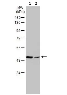 Western blot - Anti-beta Actin antibody - Loading Control (AB227387)