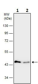 Western blot - Anti-beta Actin antibody - Loading Control (AB227387)