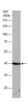 Western blot - Anti-beta Actin antibody - Loading Control (AB227387)