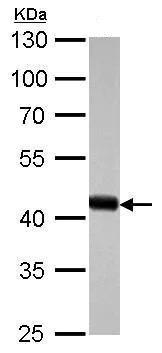 Western blot - Anti-beta Actin antibody - Loading Control (AB227387)