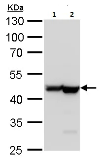 Western blot - Anti-beta Actin antibody - Loading Control (AB227387)