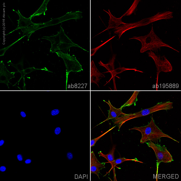 Immunocytochemistry/ Immunofluorescence - Anti-beta Actin antibody (ab8227), expandable thumbnail