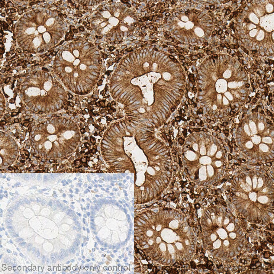 Immunohistochemistry (Formalin/PFA-fixed paraffin-embedded sections) - Anti-beta Actin antibody (ab8227), expandable thumbnail